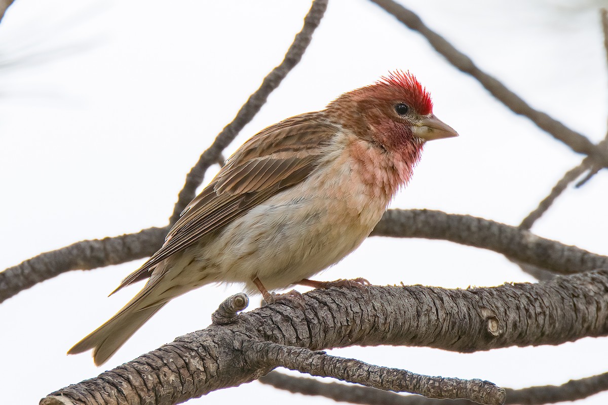 Cassin's Finch - ML593094121