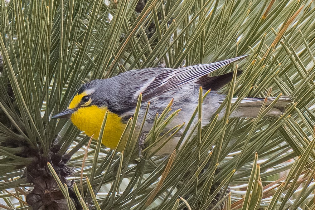 Grace's Warbler - ML593094141