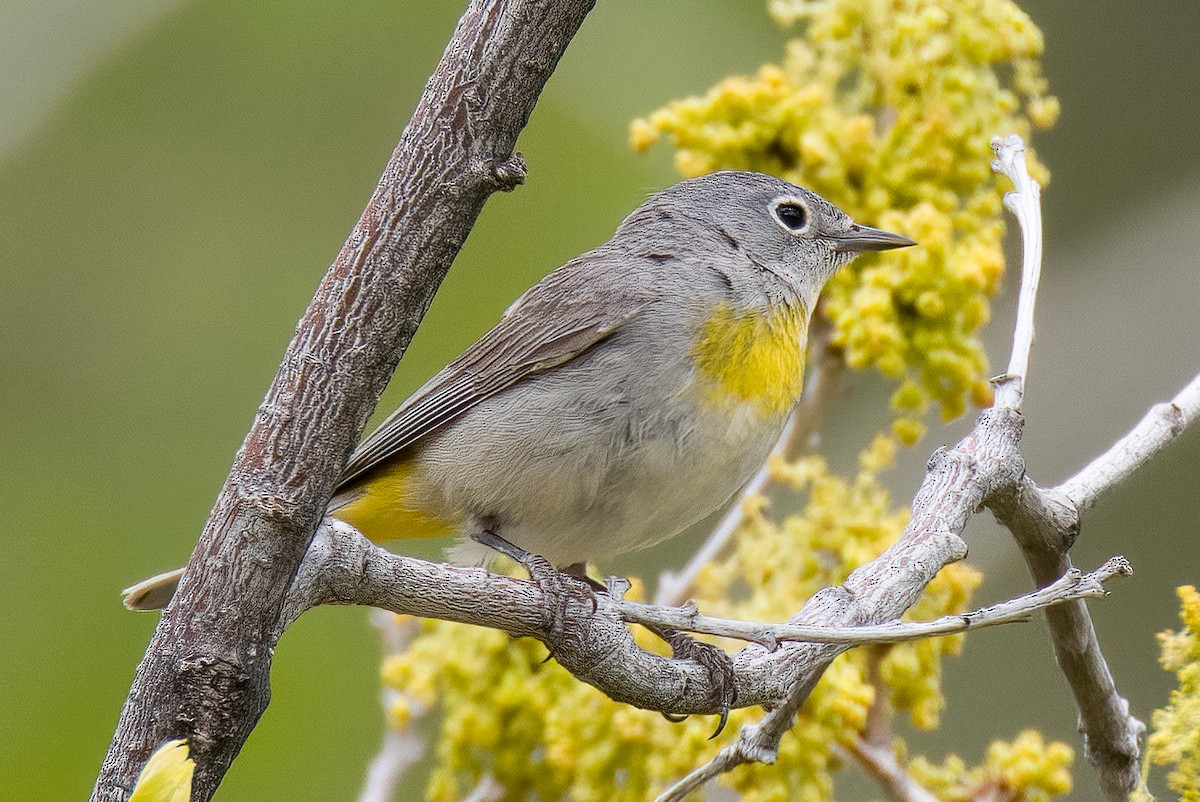 pinjeparula - ML593094421