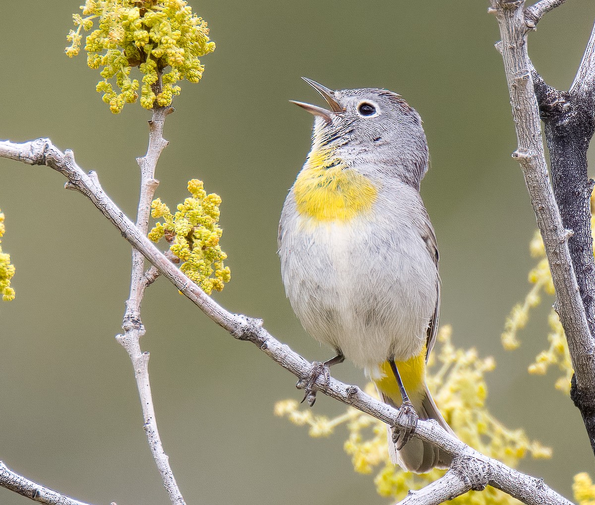 pinjeparula - ML593094431
