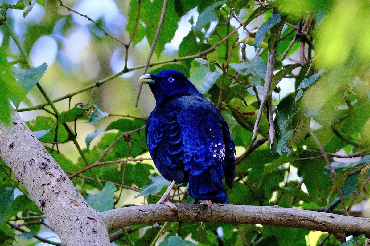 Satin Bowerbird - ML593095631