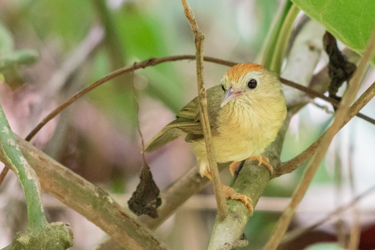 Buff-chested Babbler - ML593095681