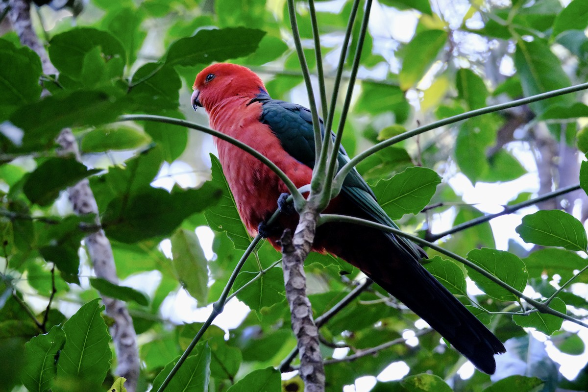 Australian King-Parrot - ML593095691