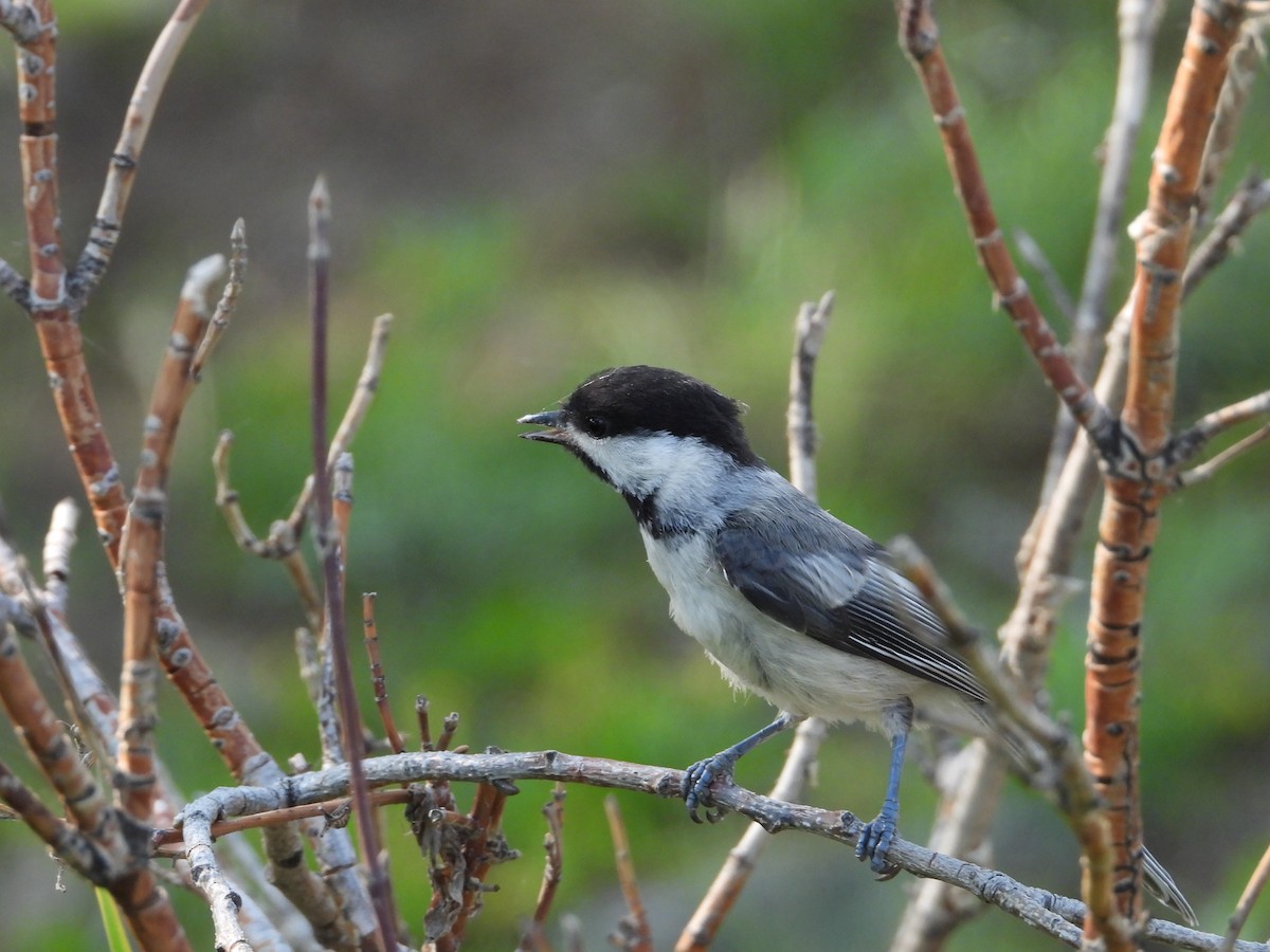 Black-capped Chickadee - Jen Artuch