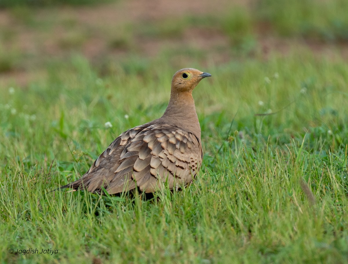 Chestnut-bellied Sandgrouse - ML593097341