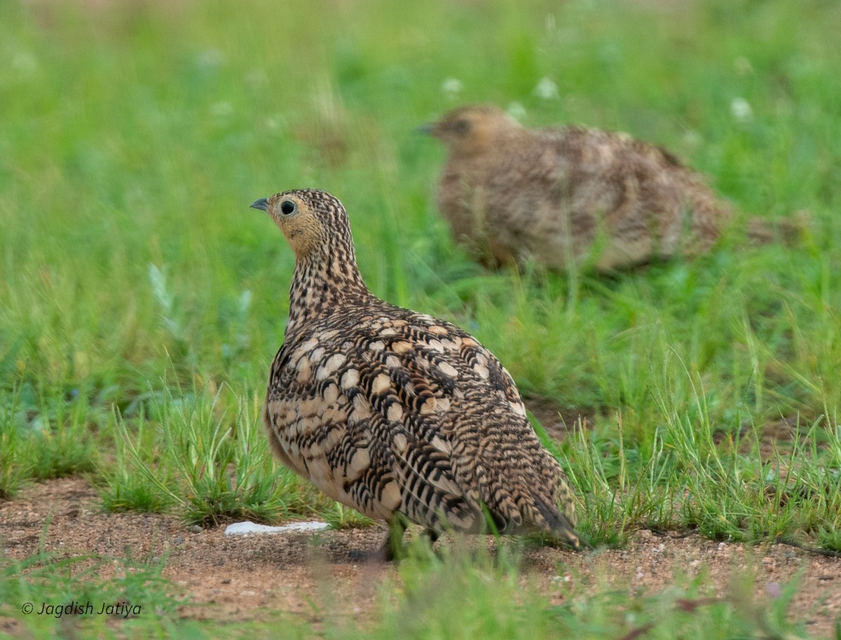 Chestnut-bellied Sandgrouse - ML593097351