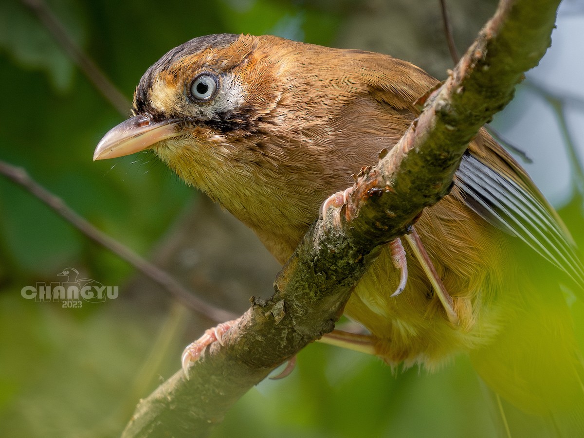 Moustached Laughingthrush - 长御 MRQ