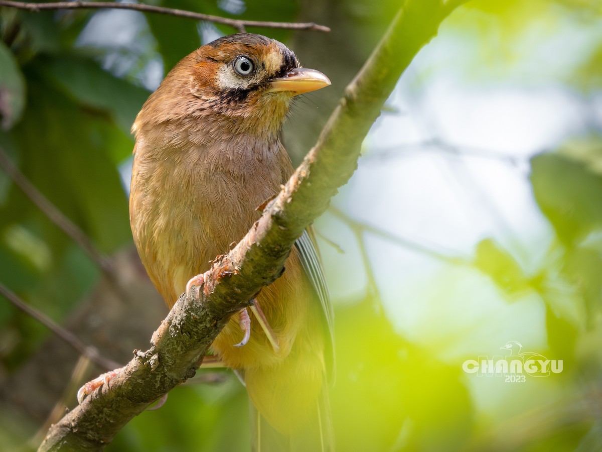 Moustached Laughingthrush - ML593097461