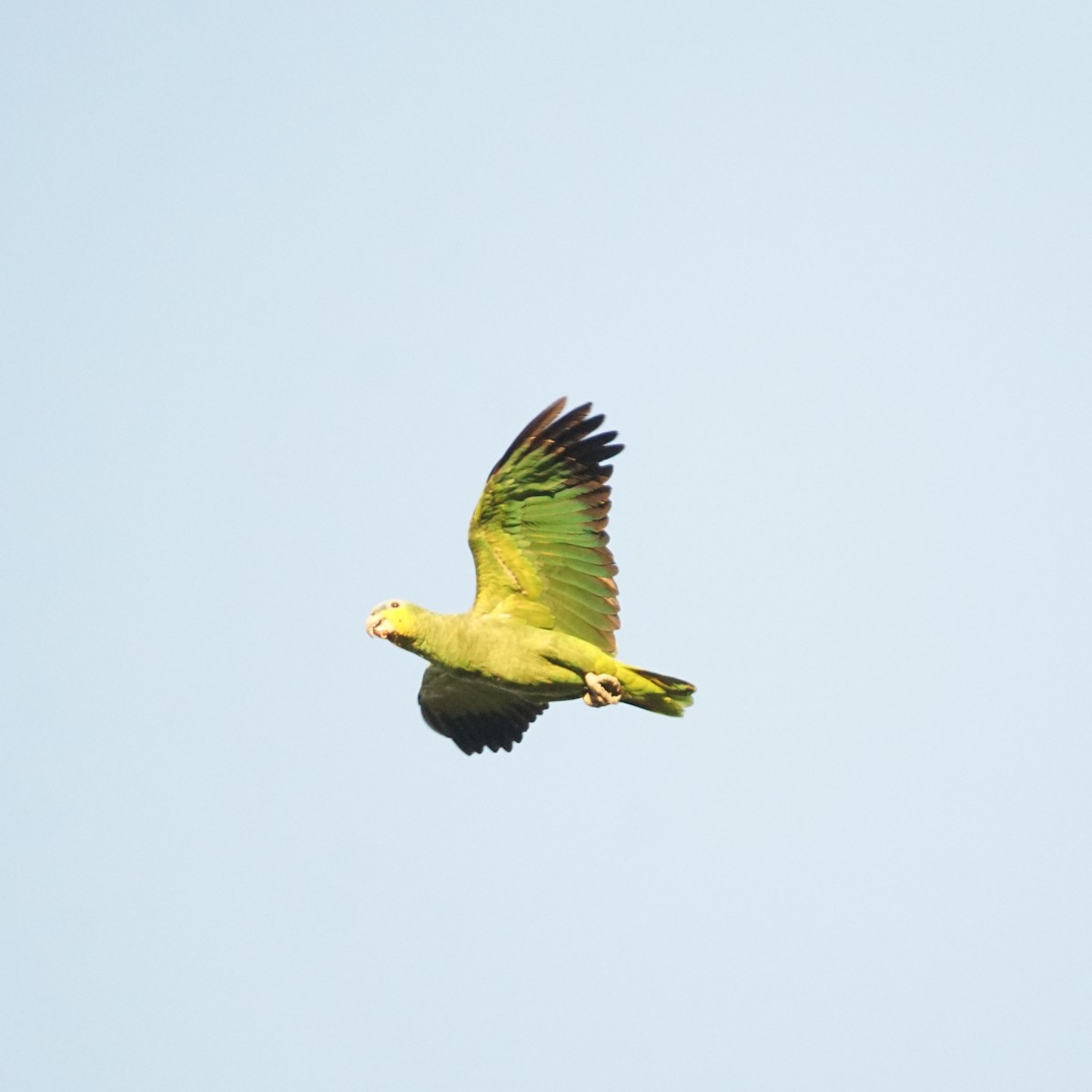 Orange-winged Parrot - ML593097661