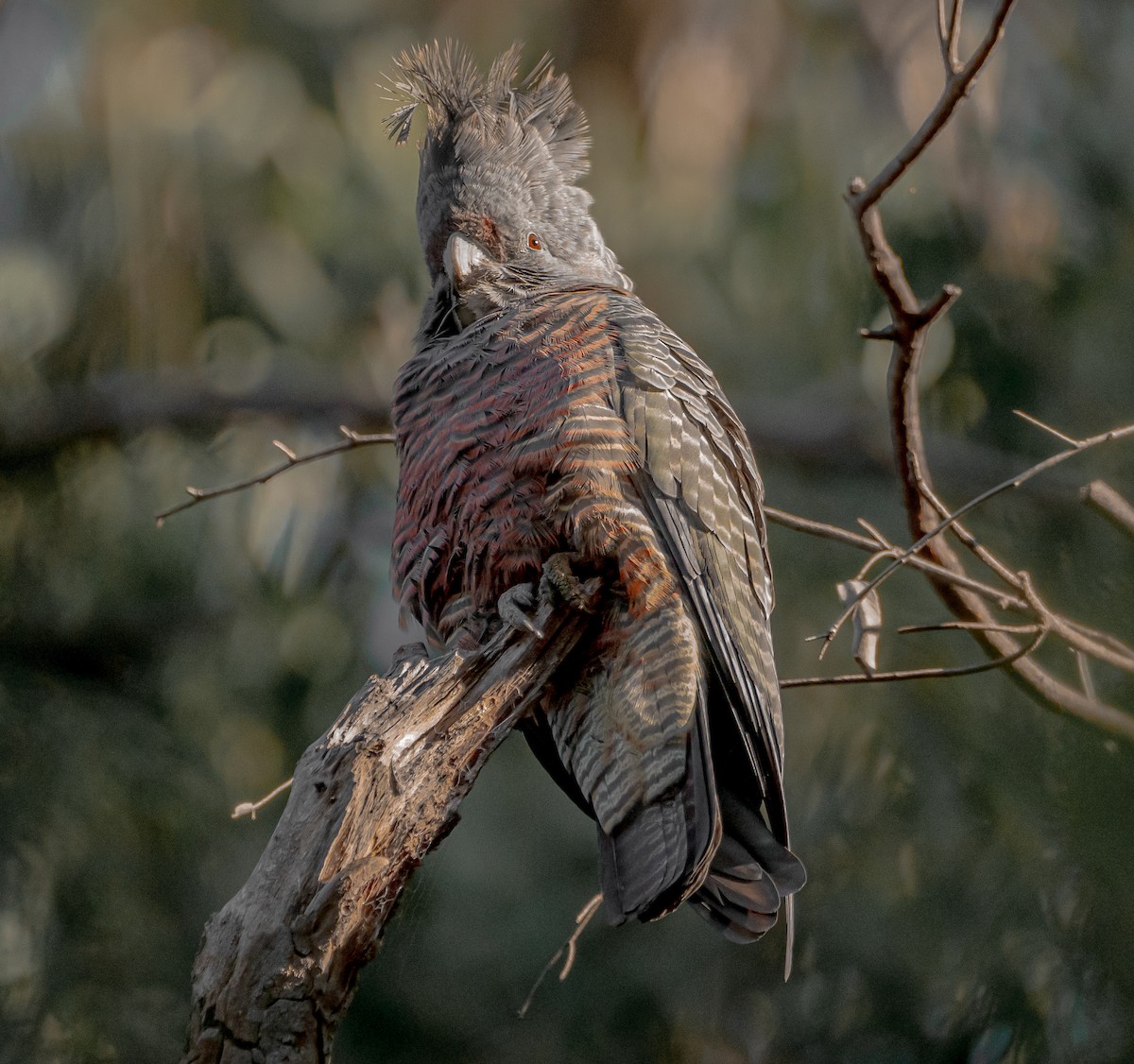 Gang-gang Cockatoo - Ben Milbourne