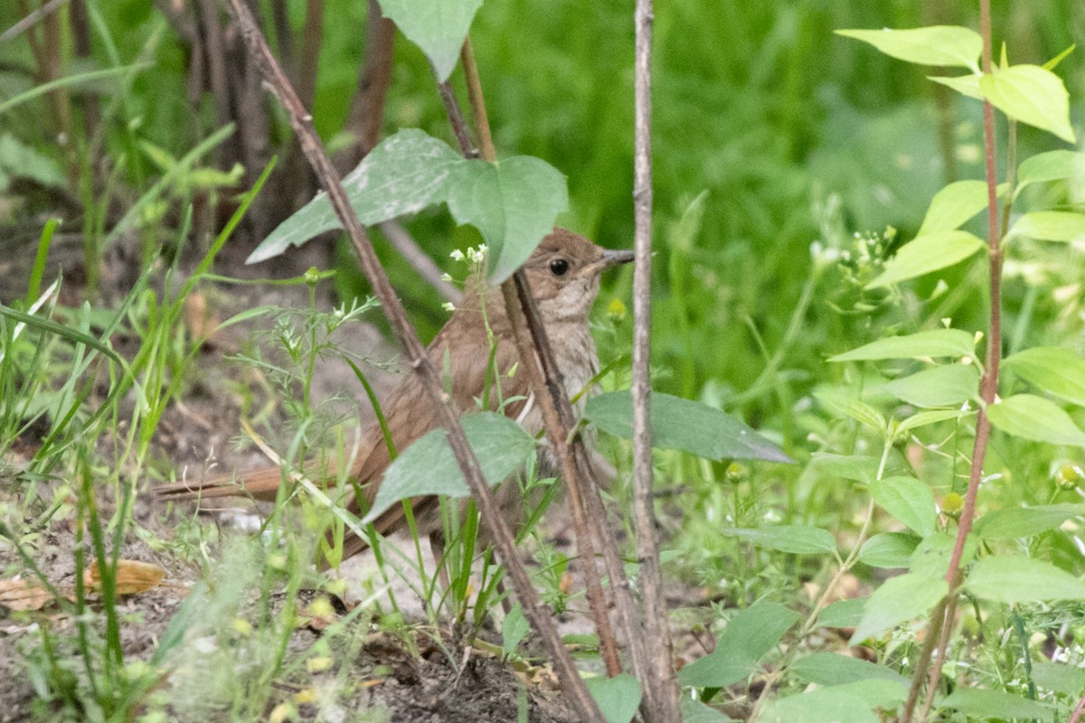 Thrush Nightingale - ML593100071