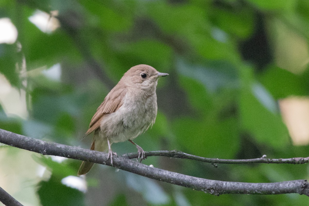 Thrush Nightingale - ML593100091