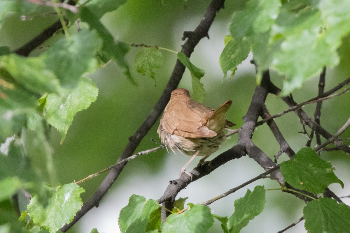 Thrush Nightingale - ML593100111