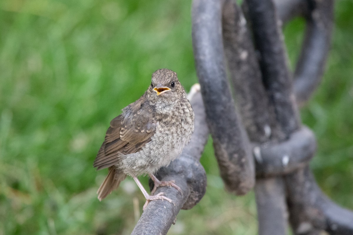 Thrush Nightingale - ML593100141