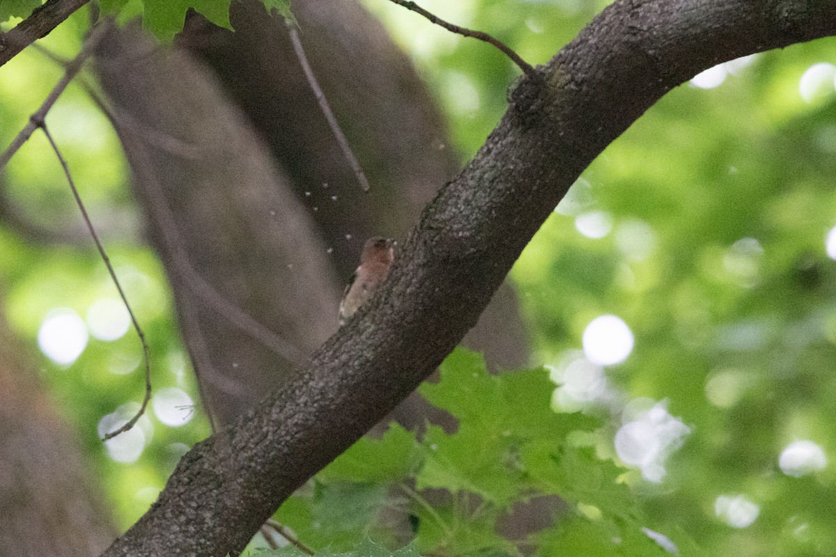 Common Chaffinch - ML593100181