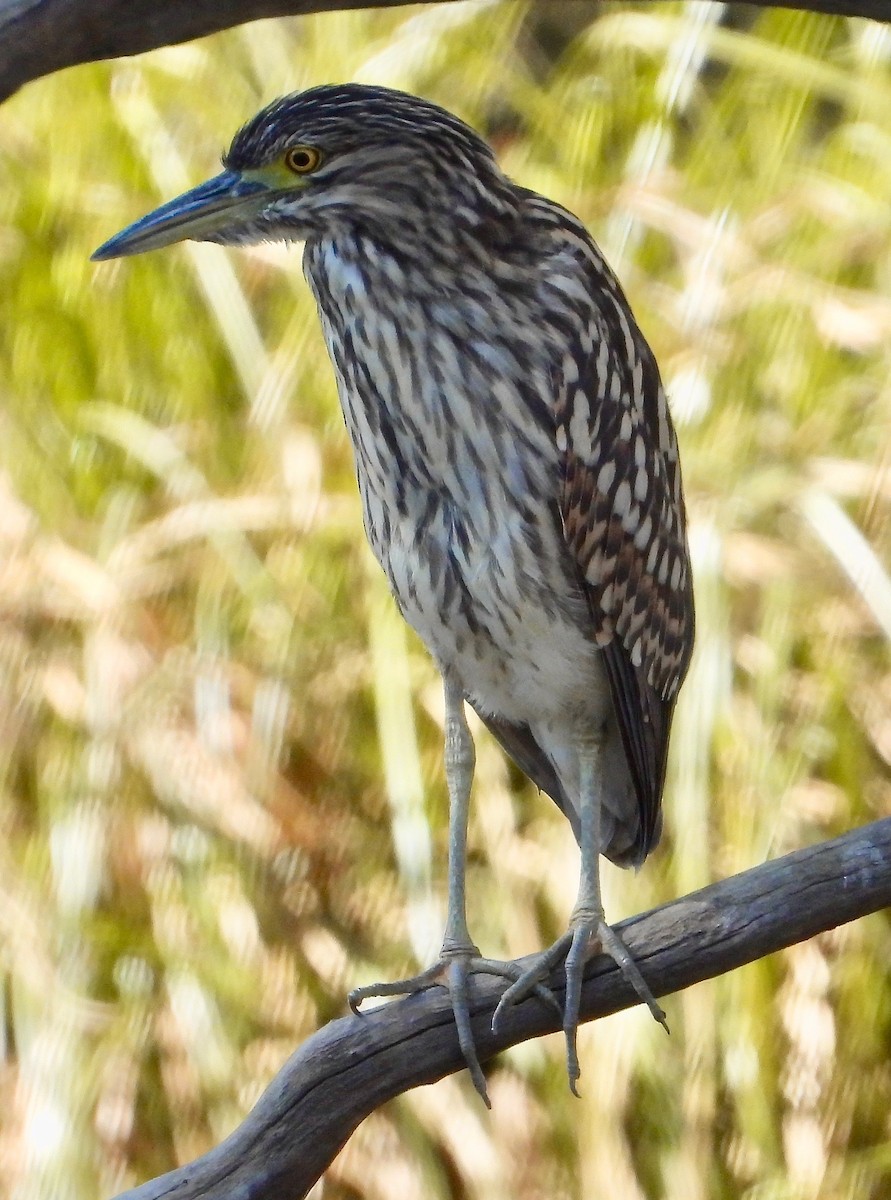 Nankeen Night Heron - ML593100301