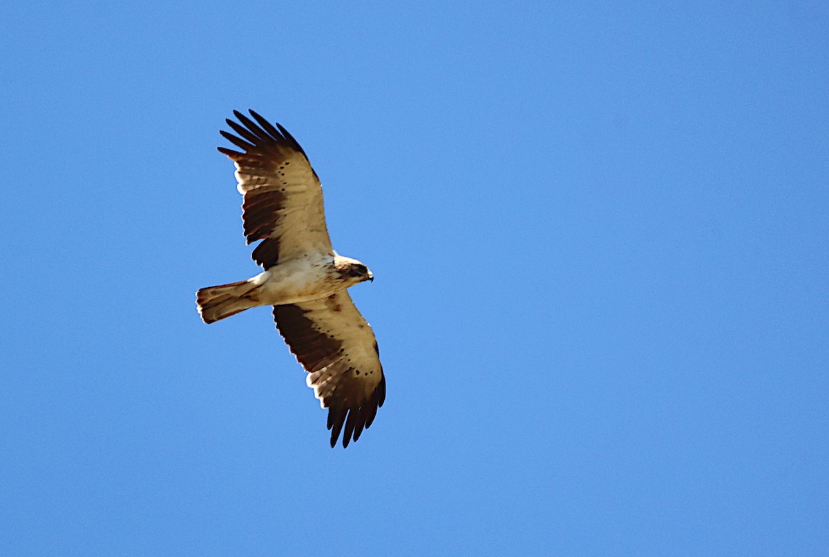 Águila Calzada - ML593100701