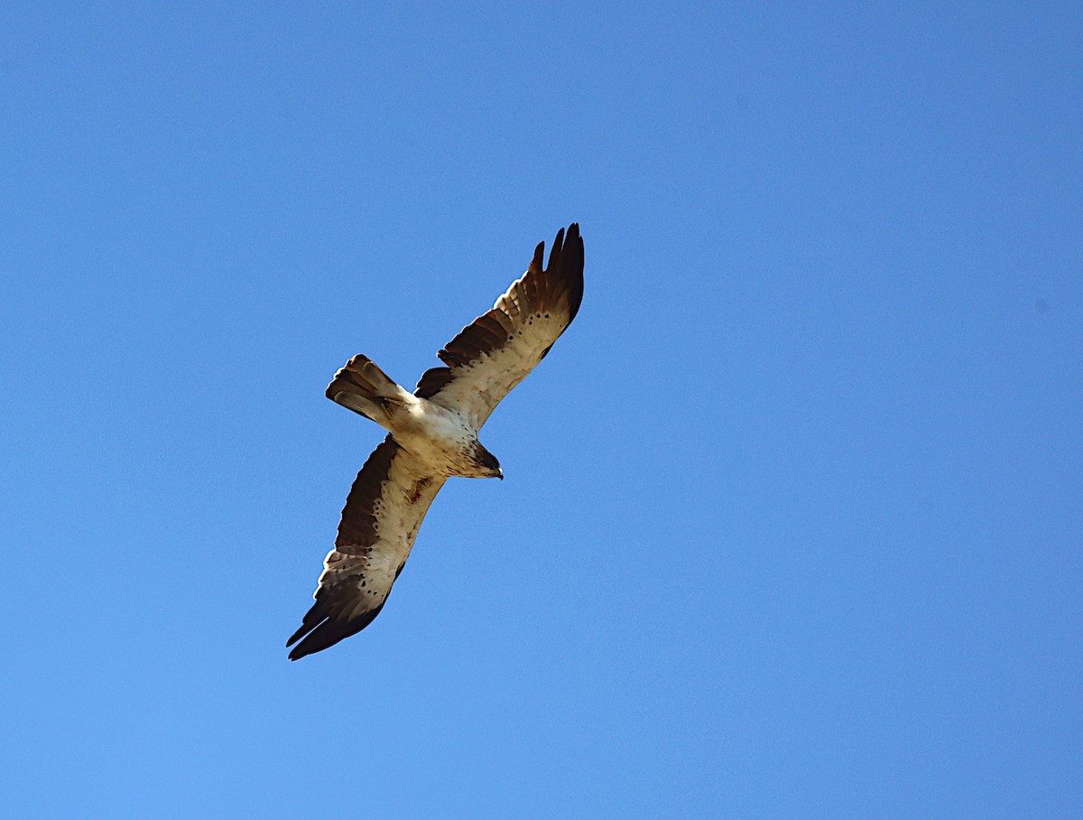 Águila Calzada - ML593100721