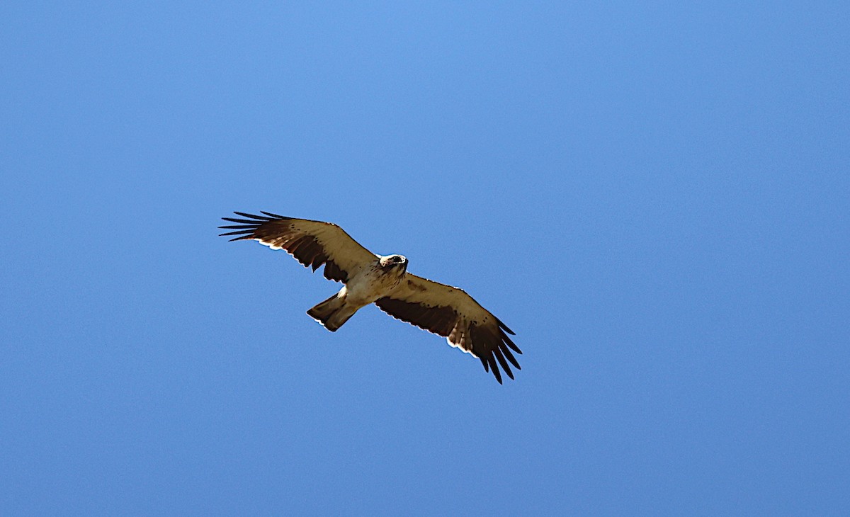 Booted Eagle - José Gravato