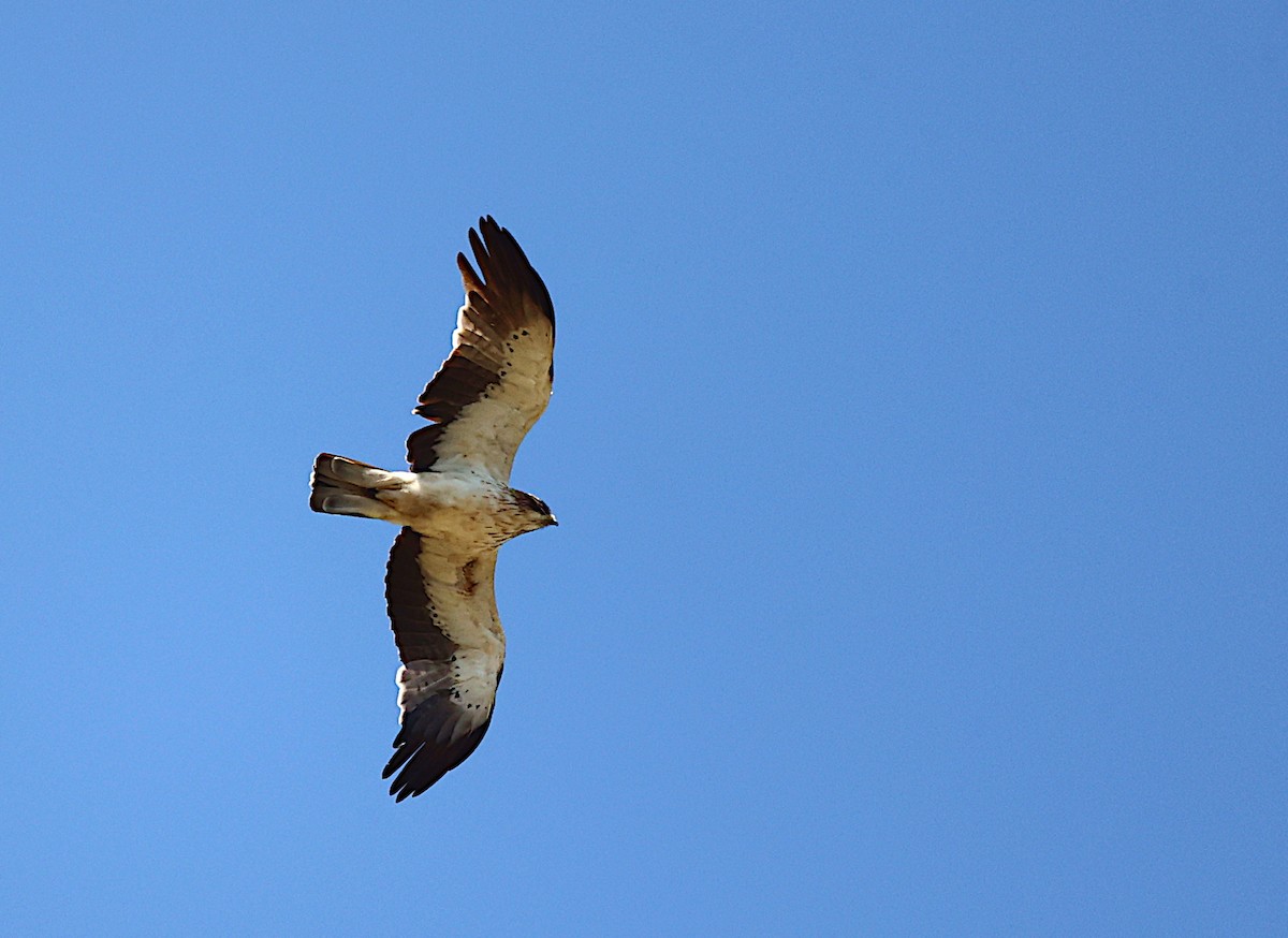 Booted Eagle - ML593100761