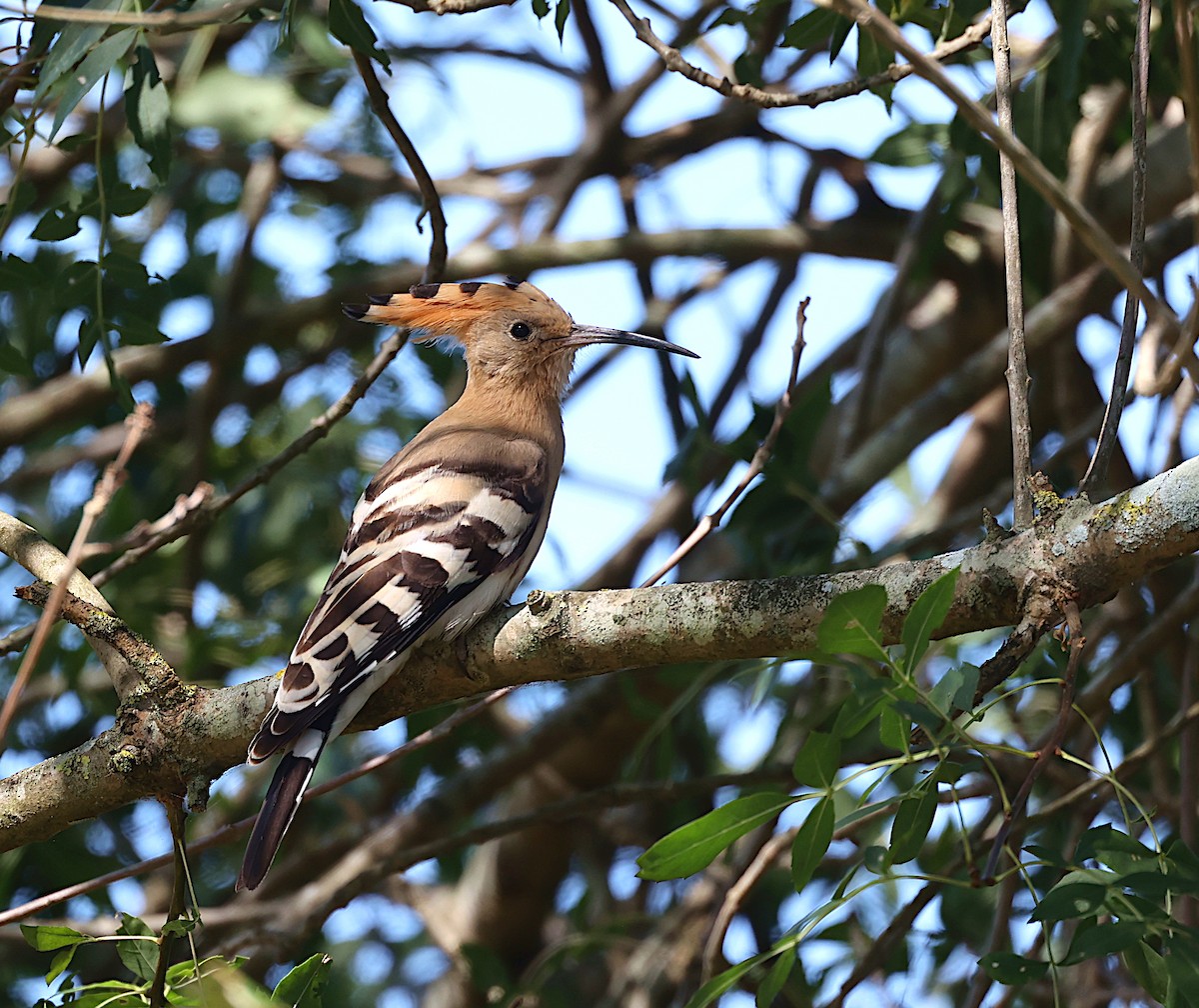 Eurasian Hoopoe - ML593100781