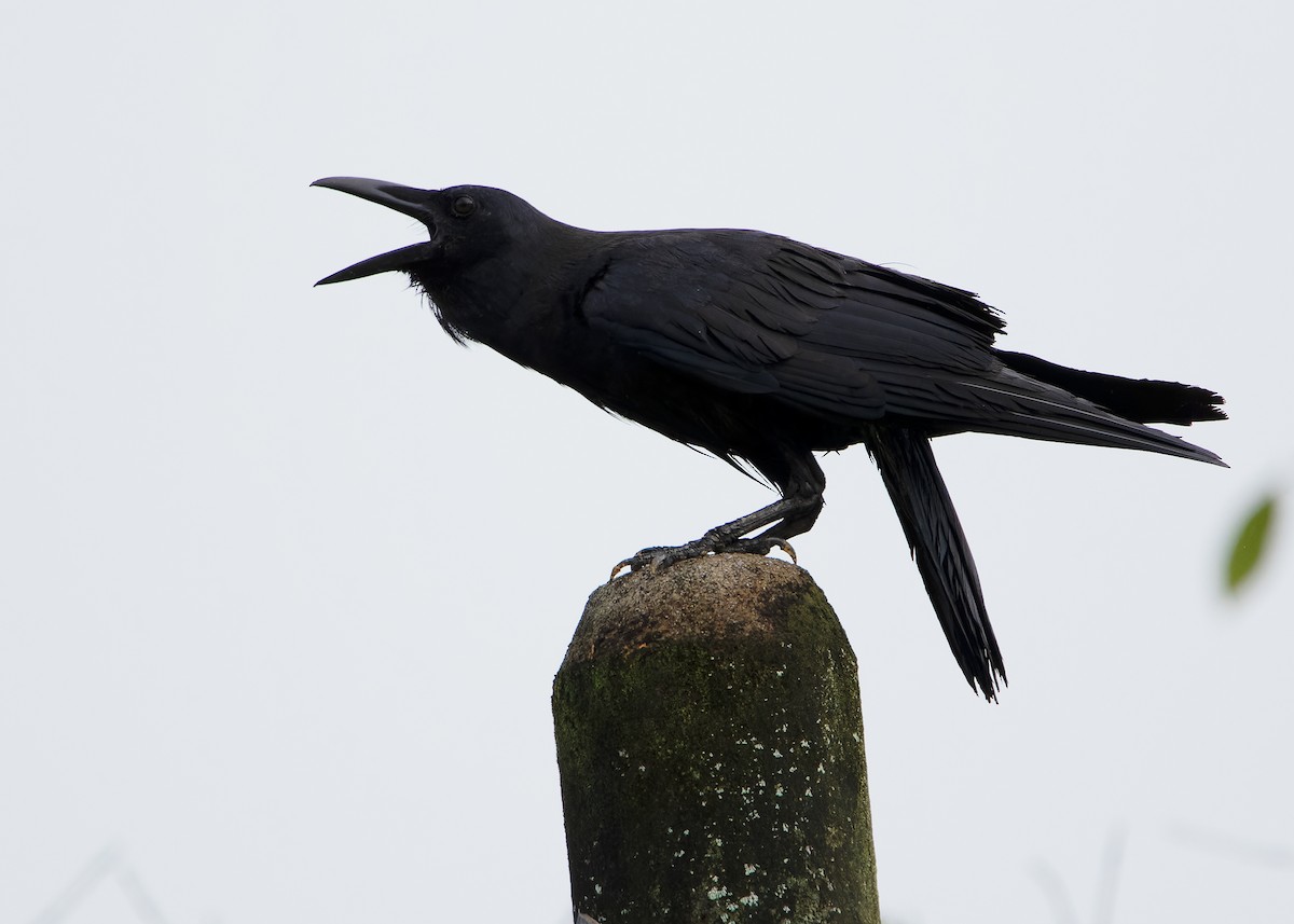 Slender-billed Crow - ML593101031