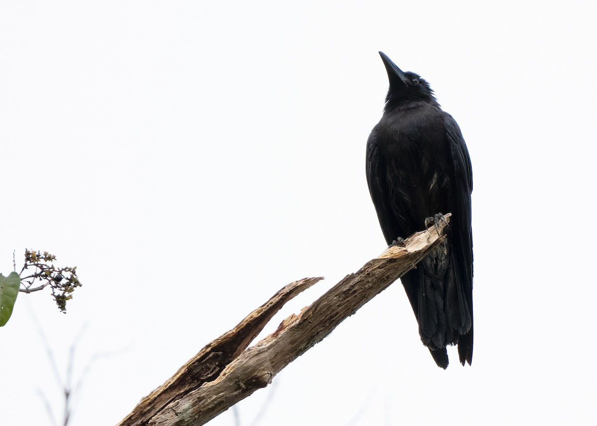 Slender-billed Crow - ML593101041