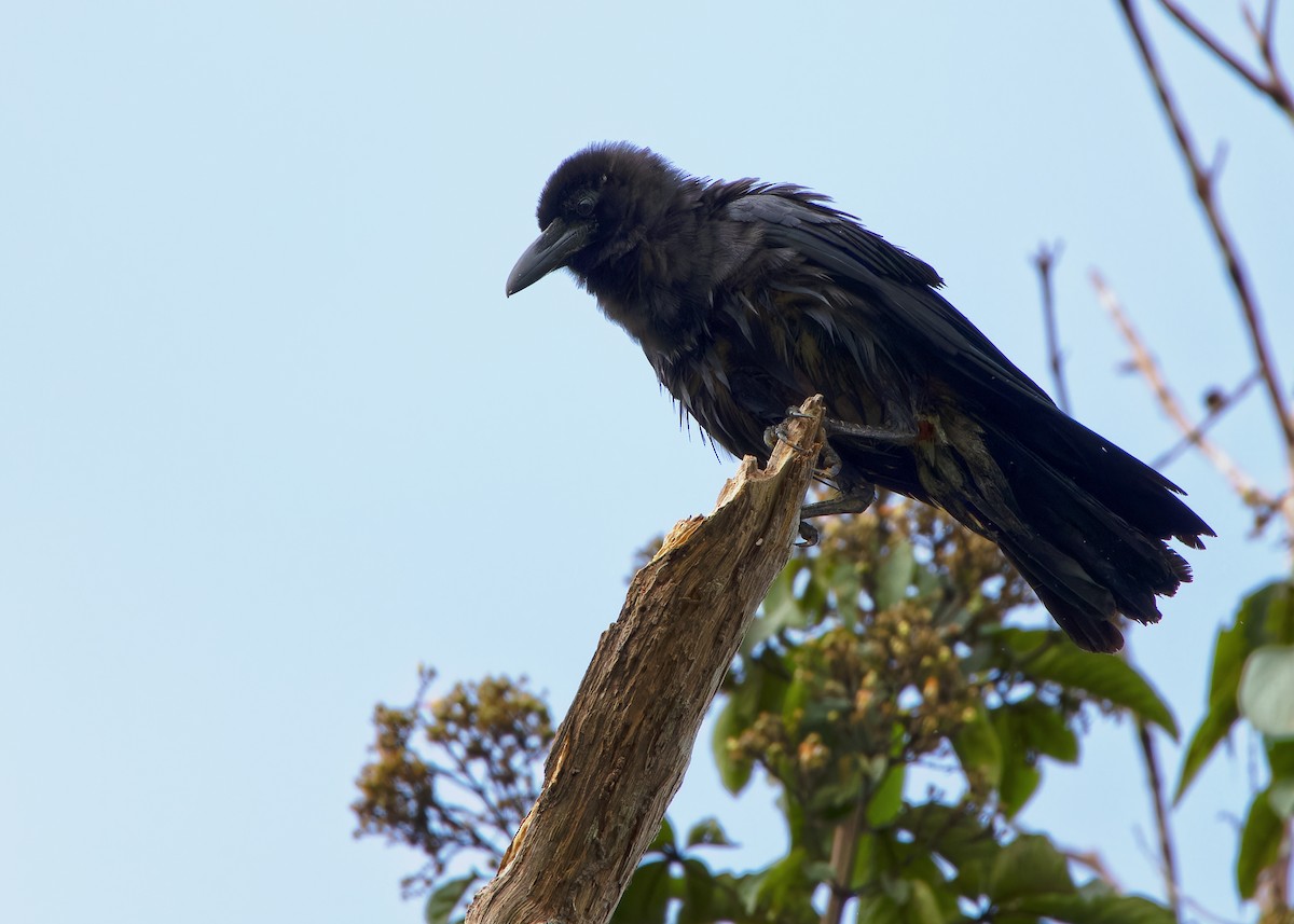 Slender-billed Crow - ML593101051