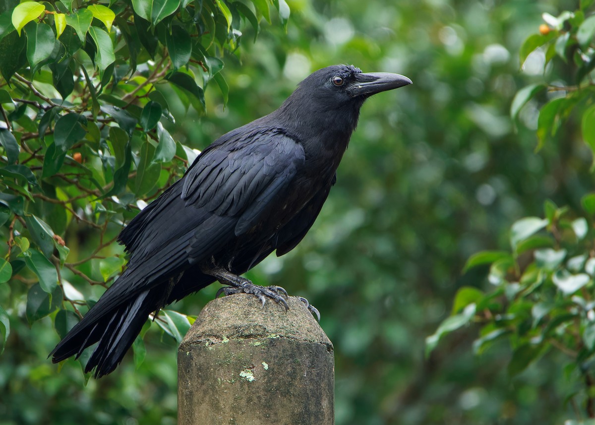 Slender-billed Crow - ML593101071