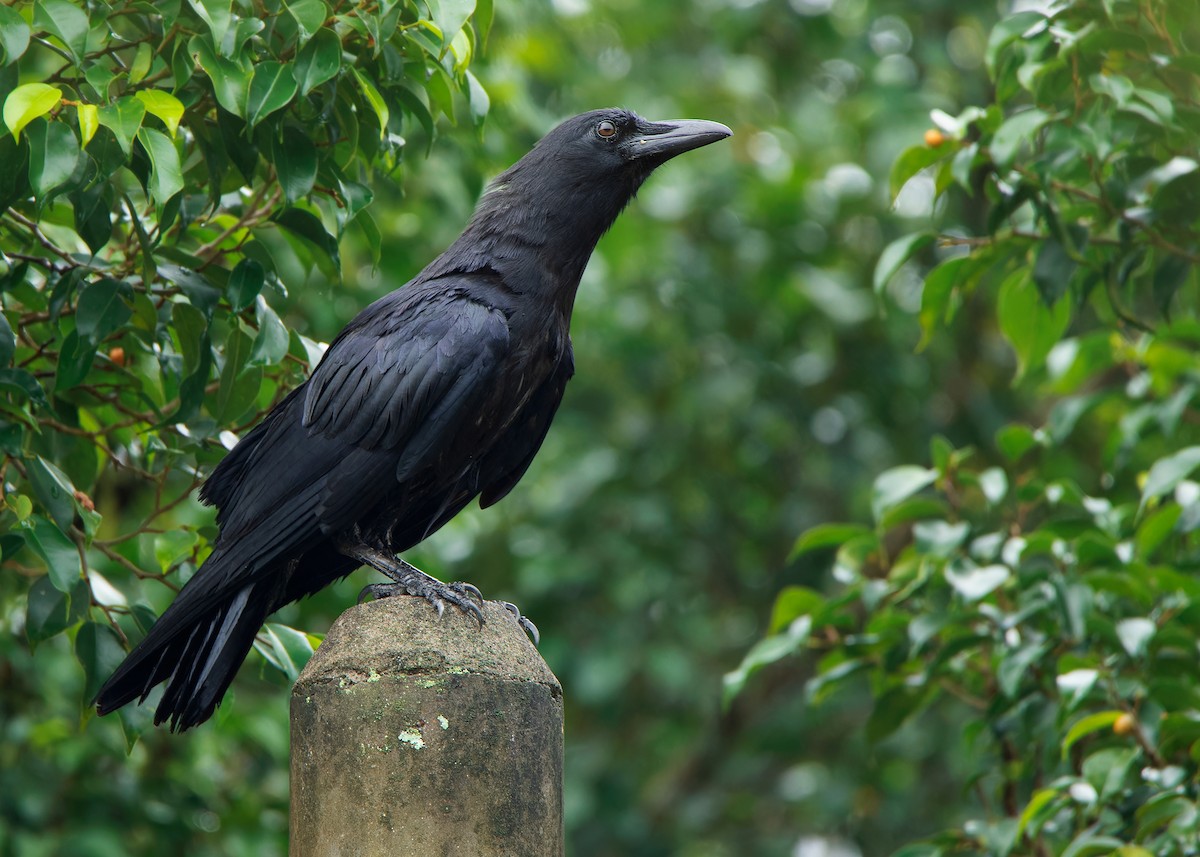 Slender-billed Crow - ML593101081