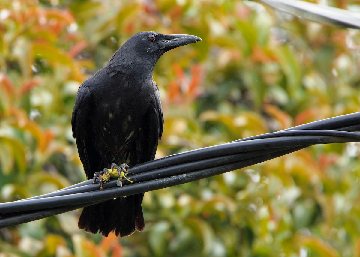 Slender-billed Crow - ML593101101