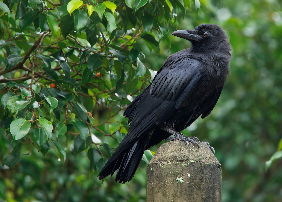 Slender-billed Crow - ML593101111