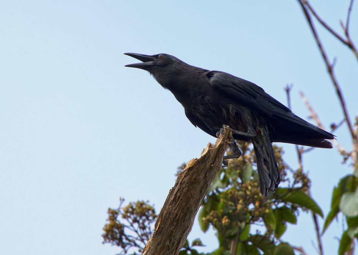 Slender-billed Crow - ML593101121