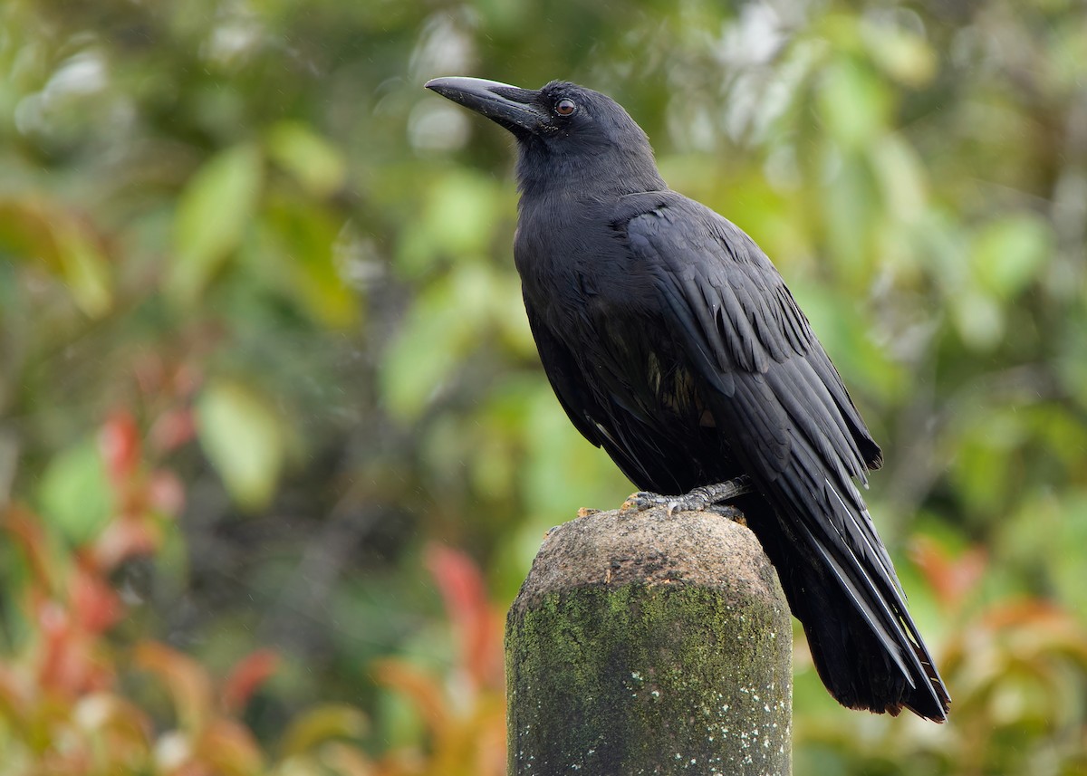 Slender-billed Crow - ML593101141