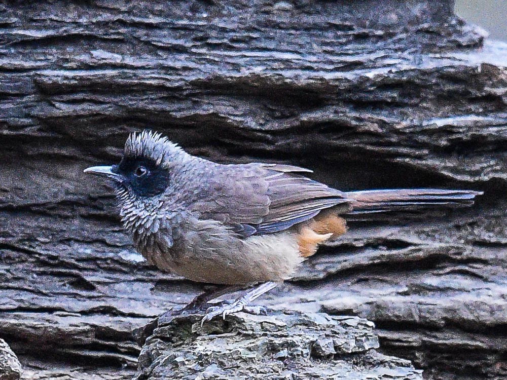 Masked Laughingthrush - ML593101671