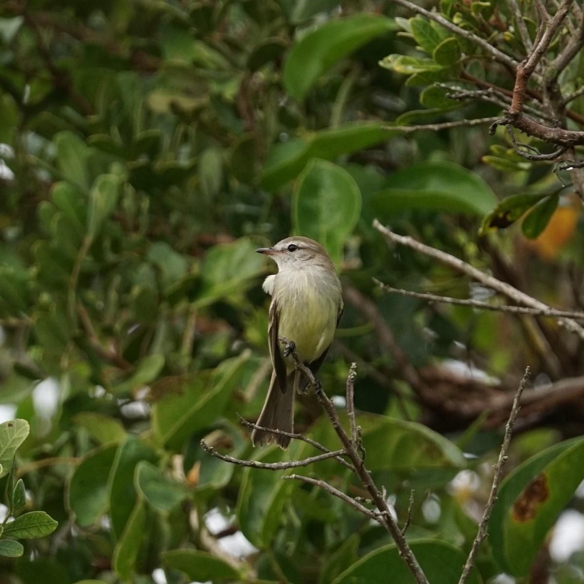 Southern Mouse-colored Tyrannulet - ML593101771