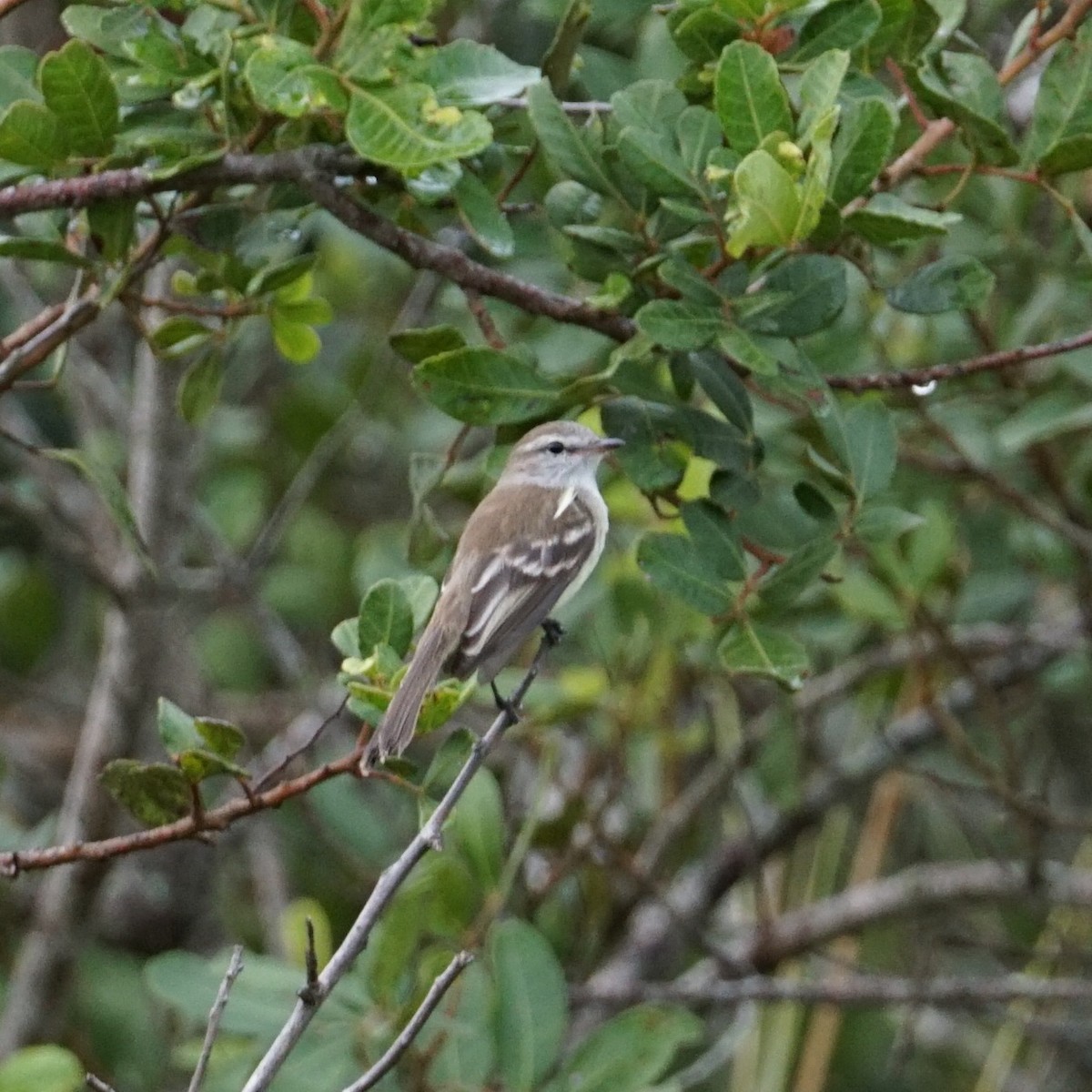 Southern Mouse-colored Tyrannulet - ML593102281