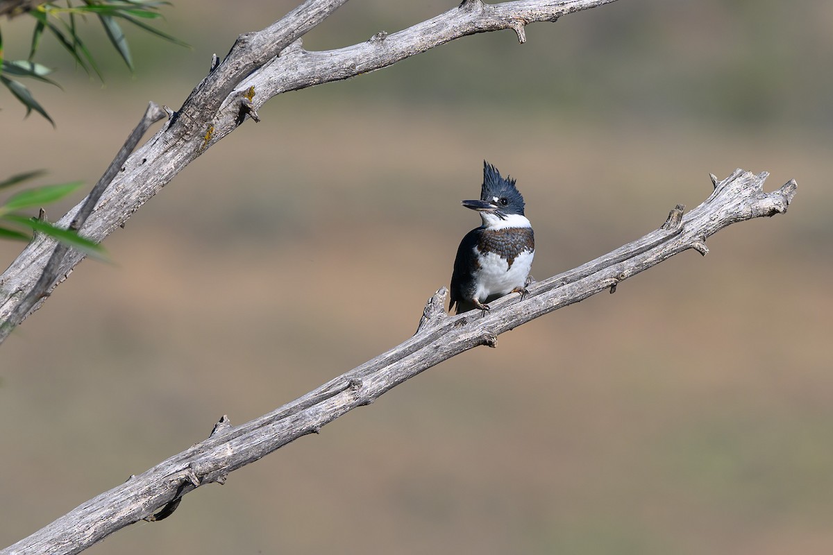 Belted Kingfisher - ML593102361