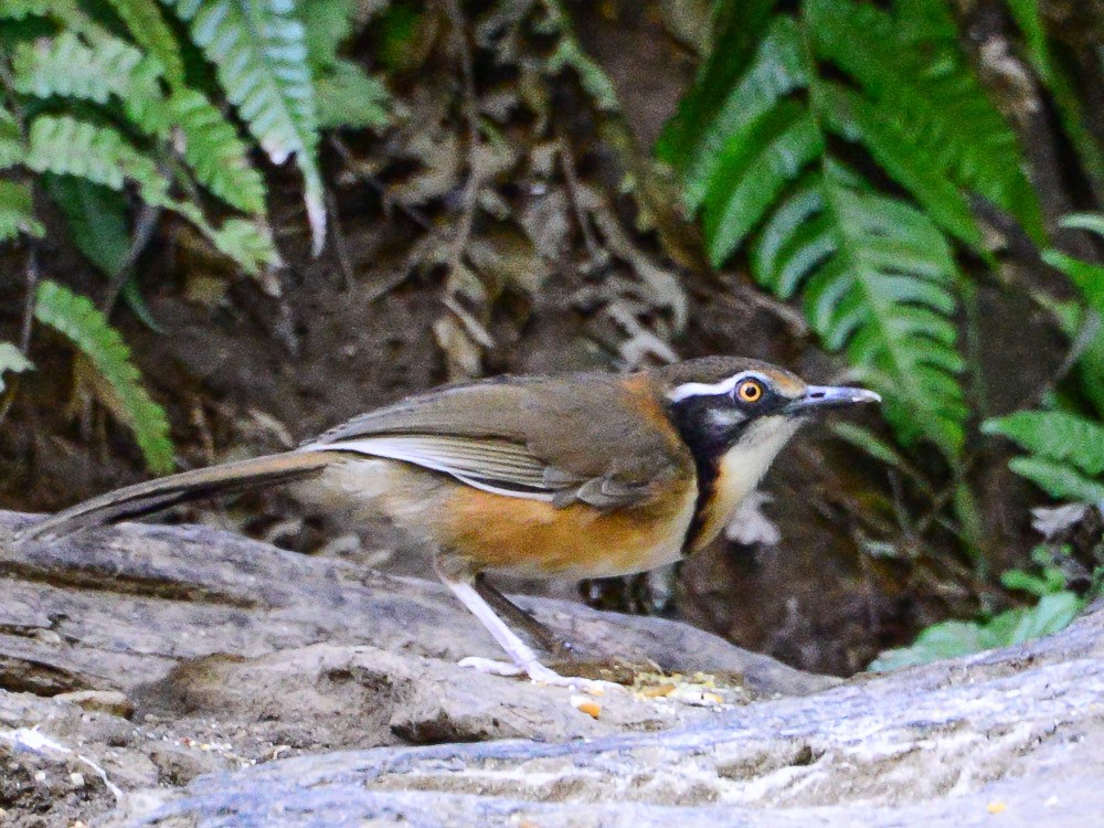 Lesser Necklaced Laughingthrush - ML593102421