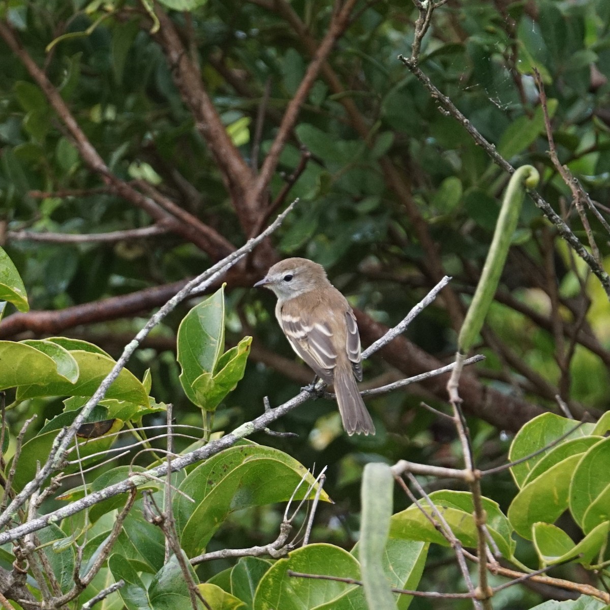 Southern Mouse-colored Tyrannulet - ML593102501