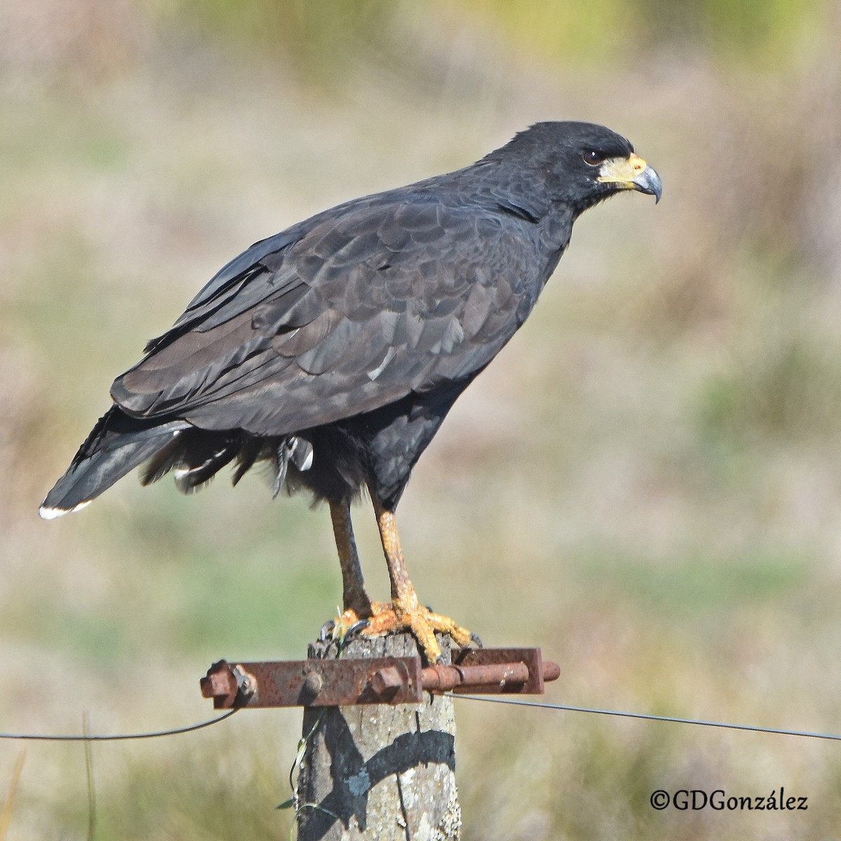 Great Black Hawk - ML593102651