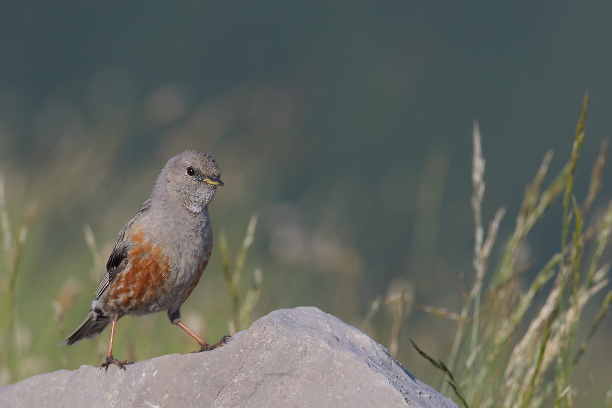 Alpine Accentor - ML593103551