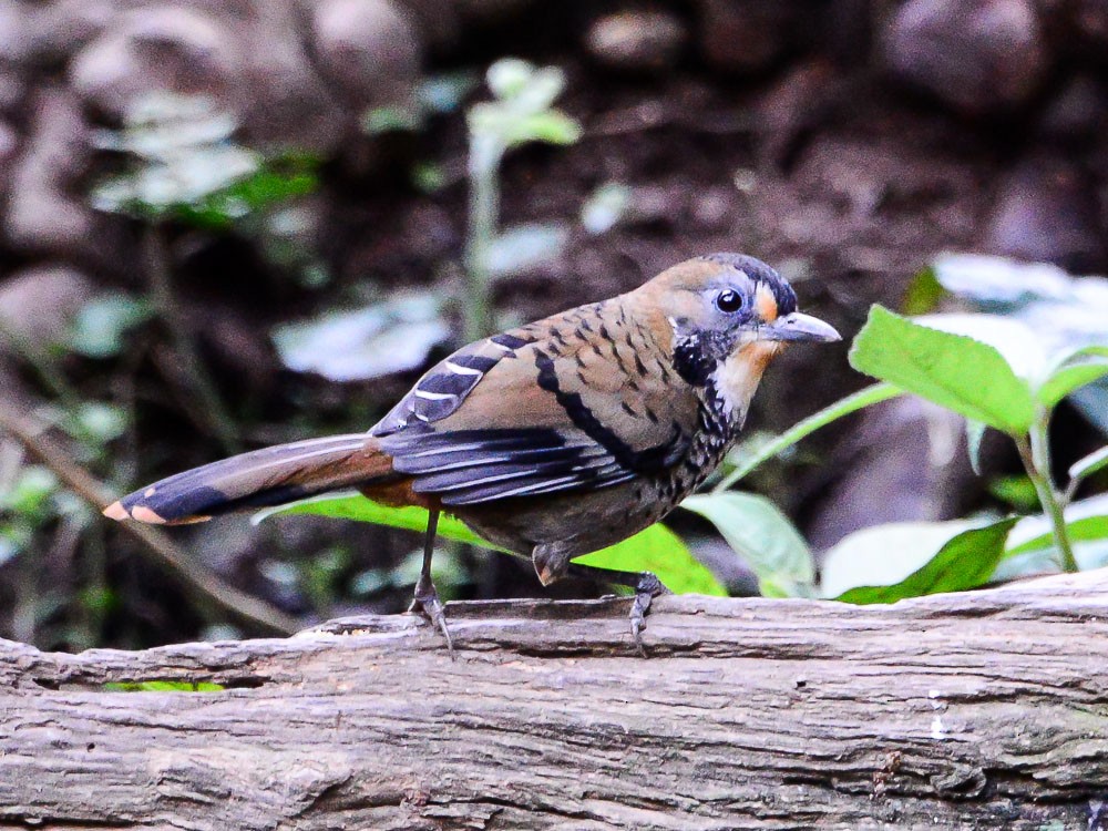 Rufous-chinned Laughingthrush - ML593104251