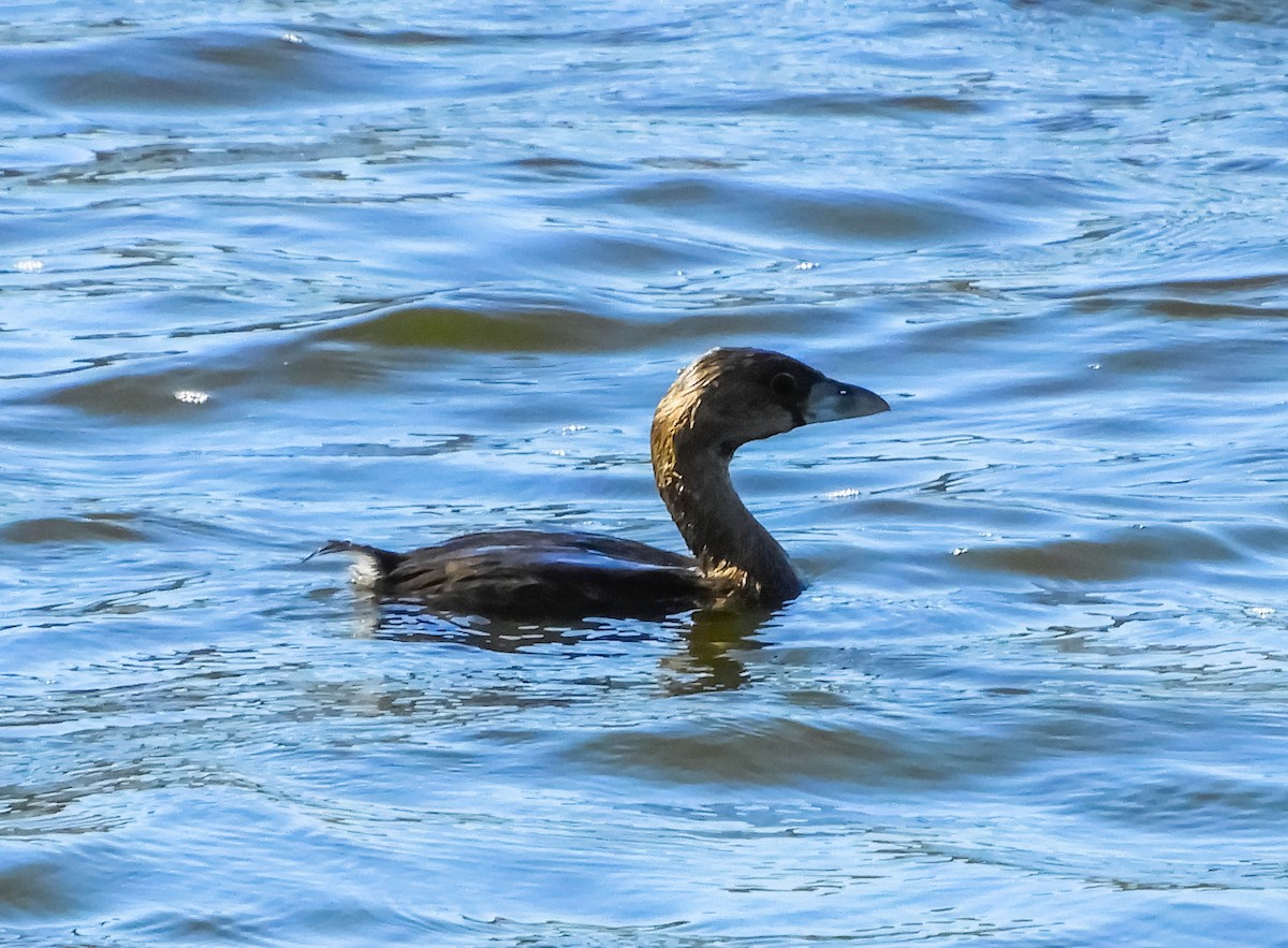 Pied-billed Grebe - ML593104541