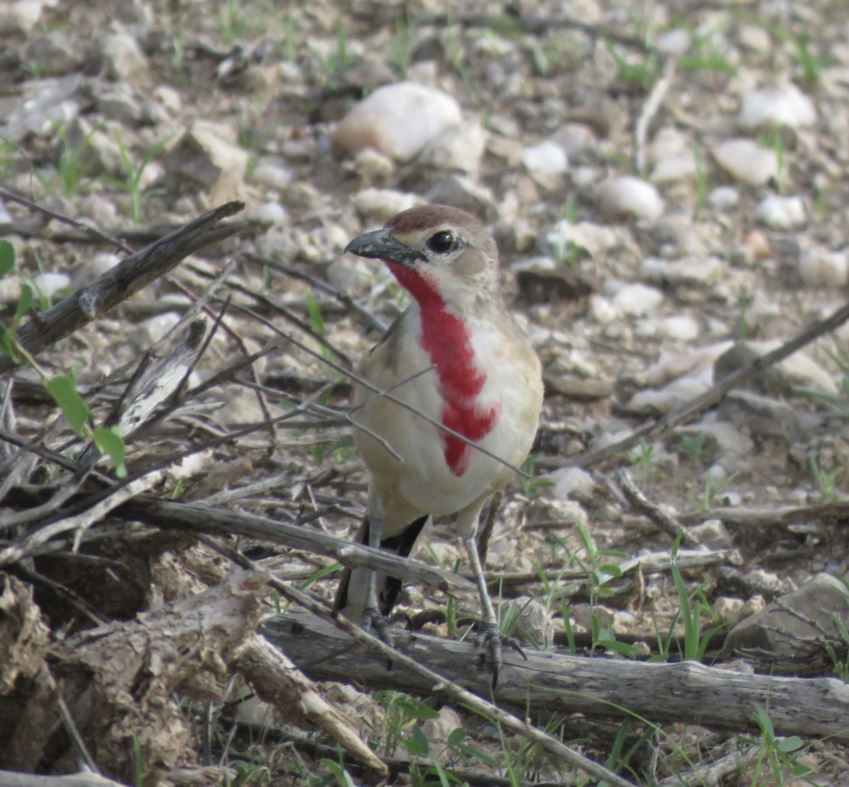 Rosy-patched Bushshrike - ML593104671