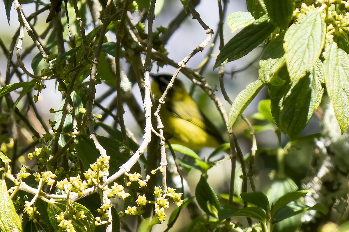 Tangara bridé - ML593105621