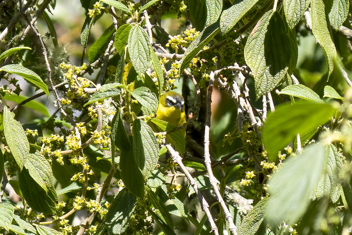 Superciliaried Hemispingus - Paul Beerman