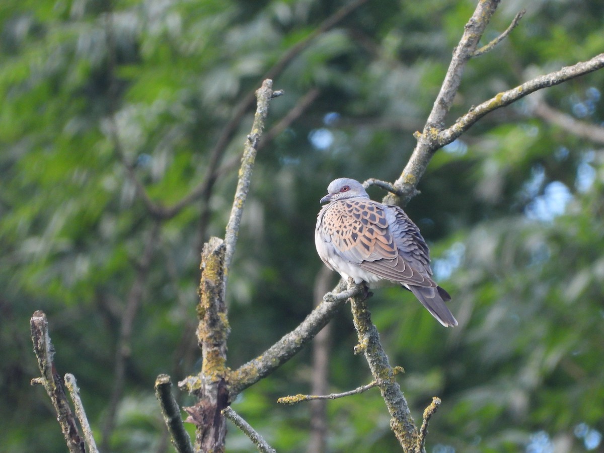 European Turtle-Dove - ML593105781