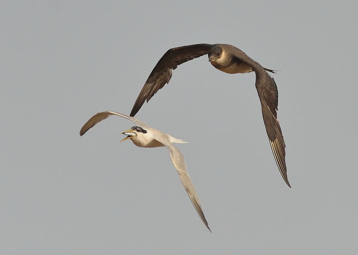 Parasitic Jaeger - ML593106091