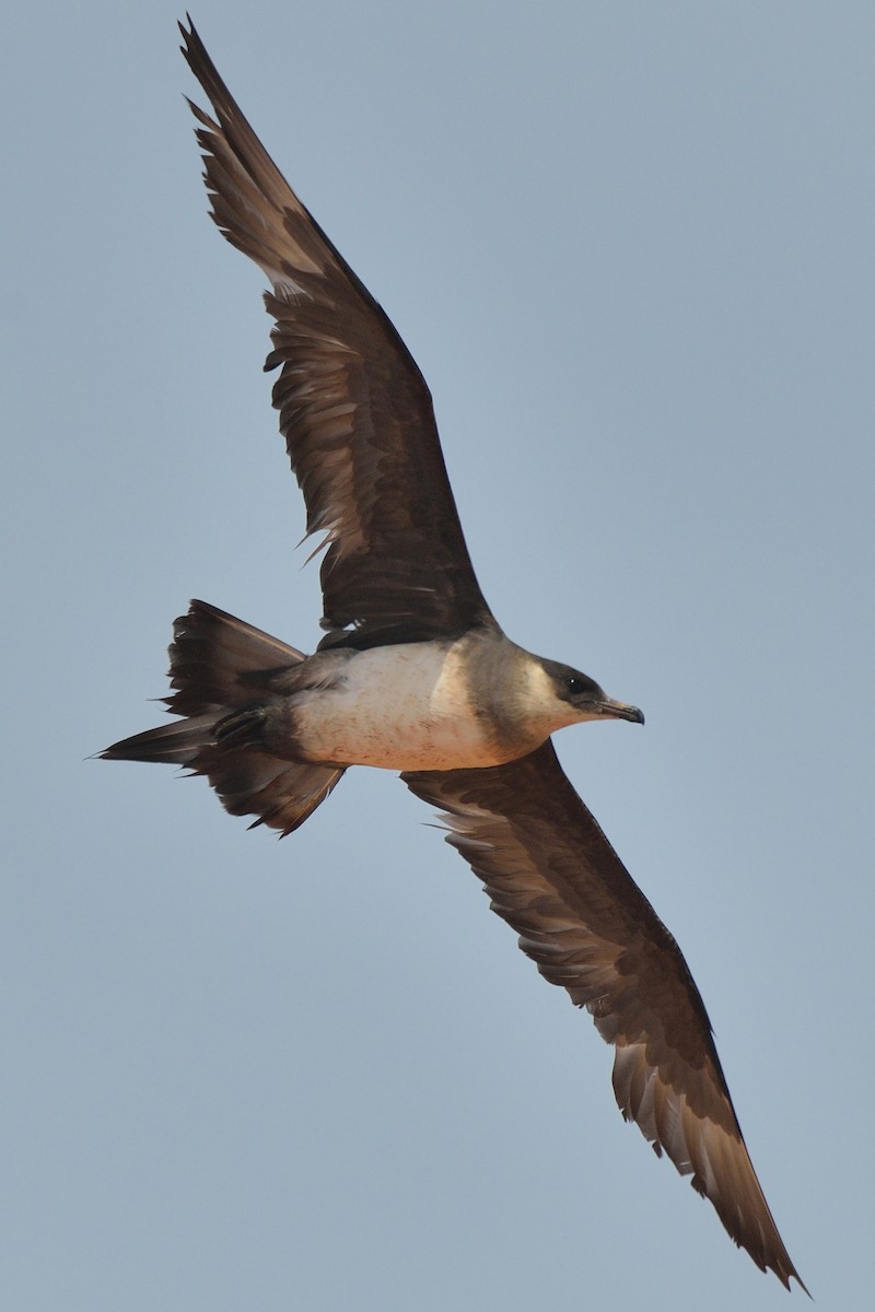 Parasitic Jaeger - ML593106101